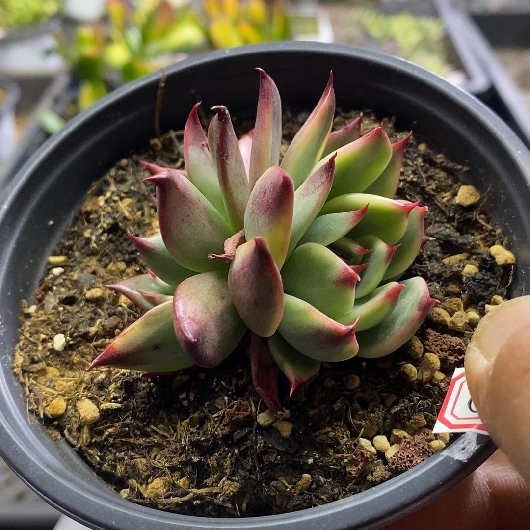 0594桃花腹轮多肉