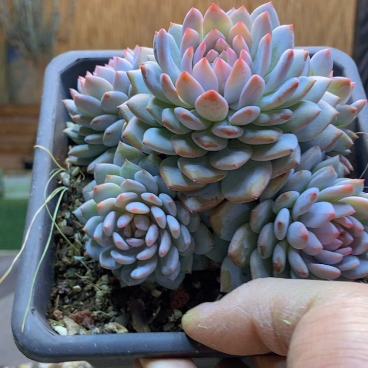 芳***88号星星橙多肉植物