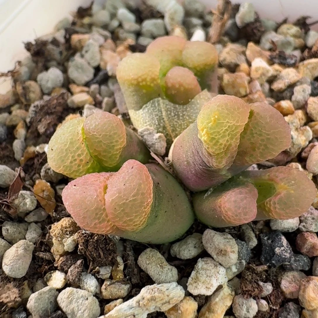 云缦精品番杏30.5 粉泡泡六头 一个怪兽头