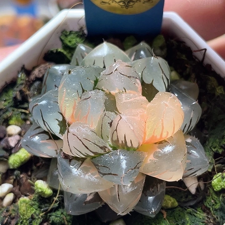 853水中月锦特选福利