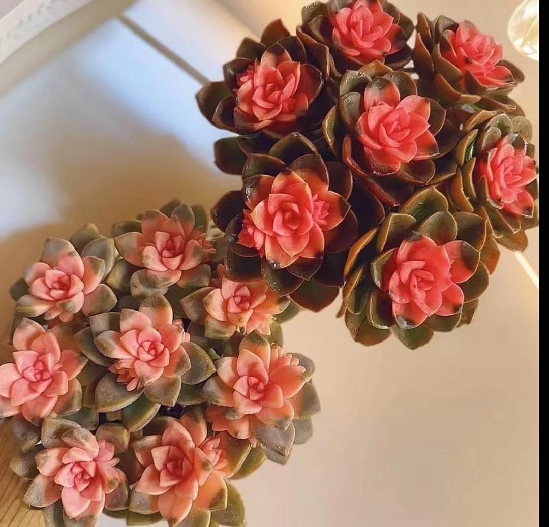 艾莎公主+樱花锦 好看好养 室内养护