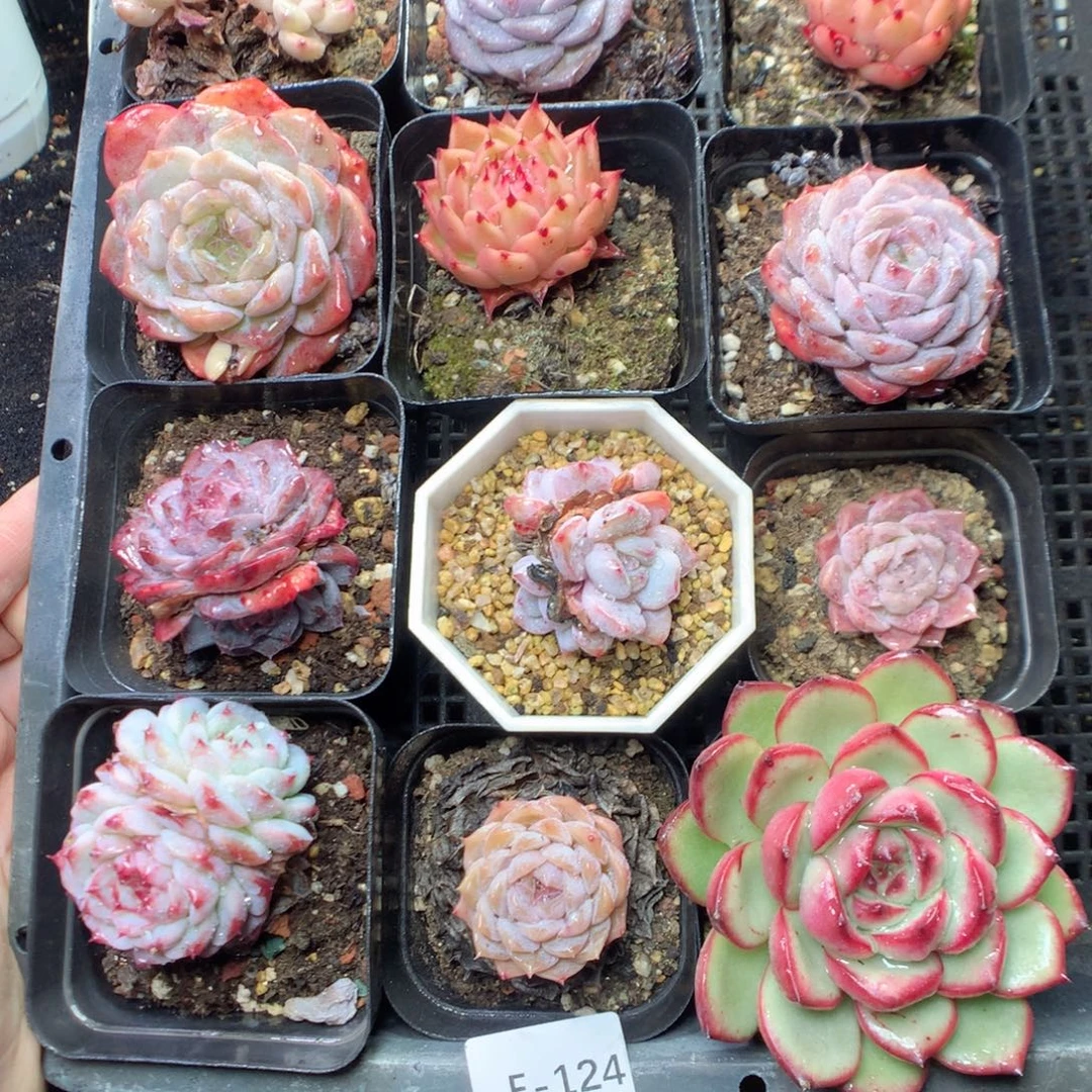 无花朵E124 yyyyyy