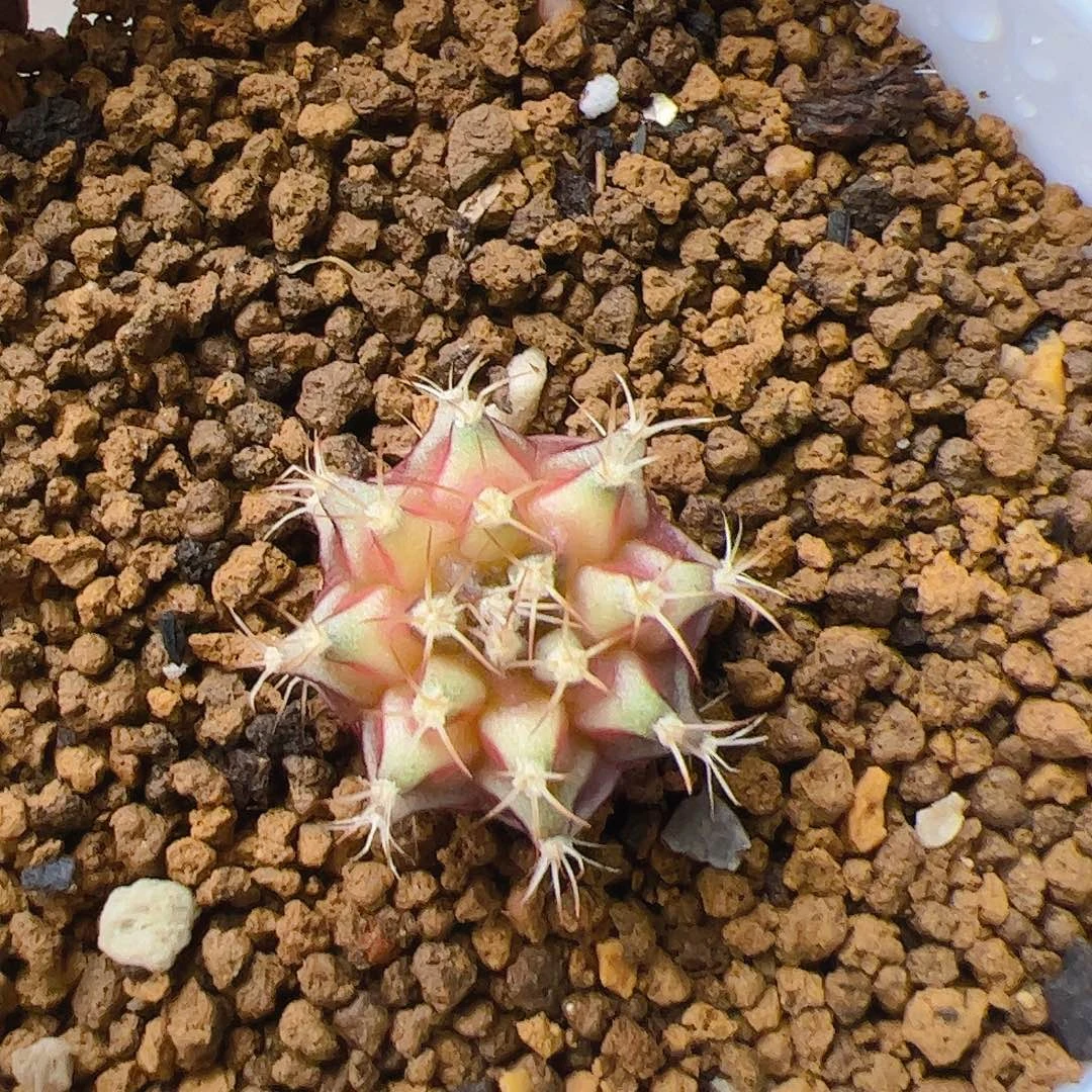 悠***然当前无花栽培后可以开花418