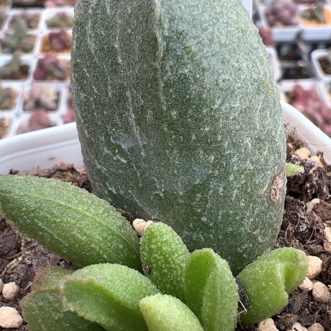 实生新品多肉植物水泡有一点点干皮特价