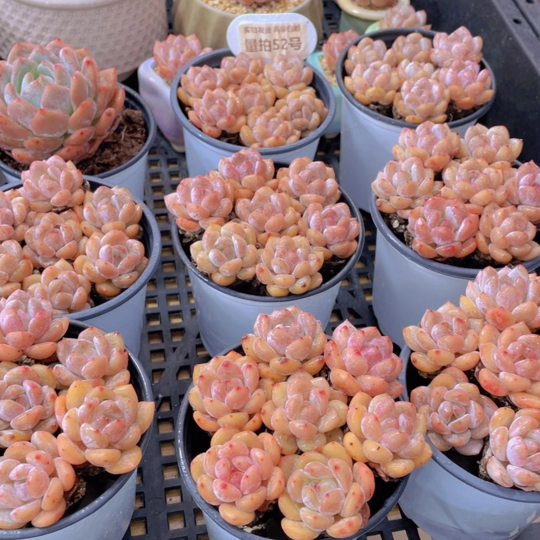 量拍52号 果冻韩版仙女橙单头组合7个