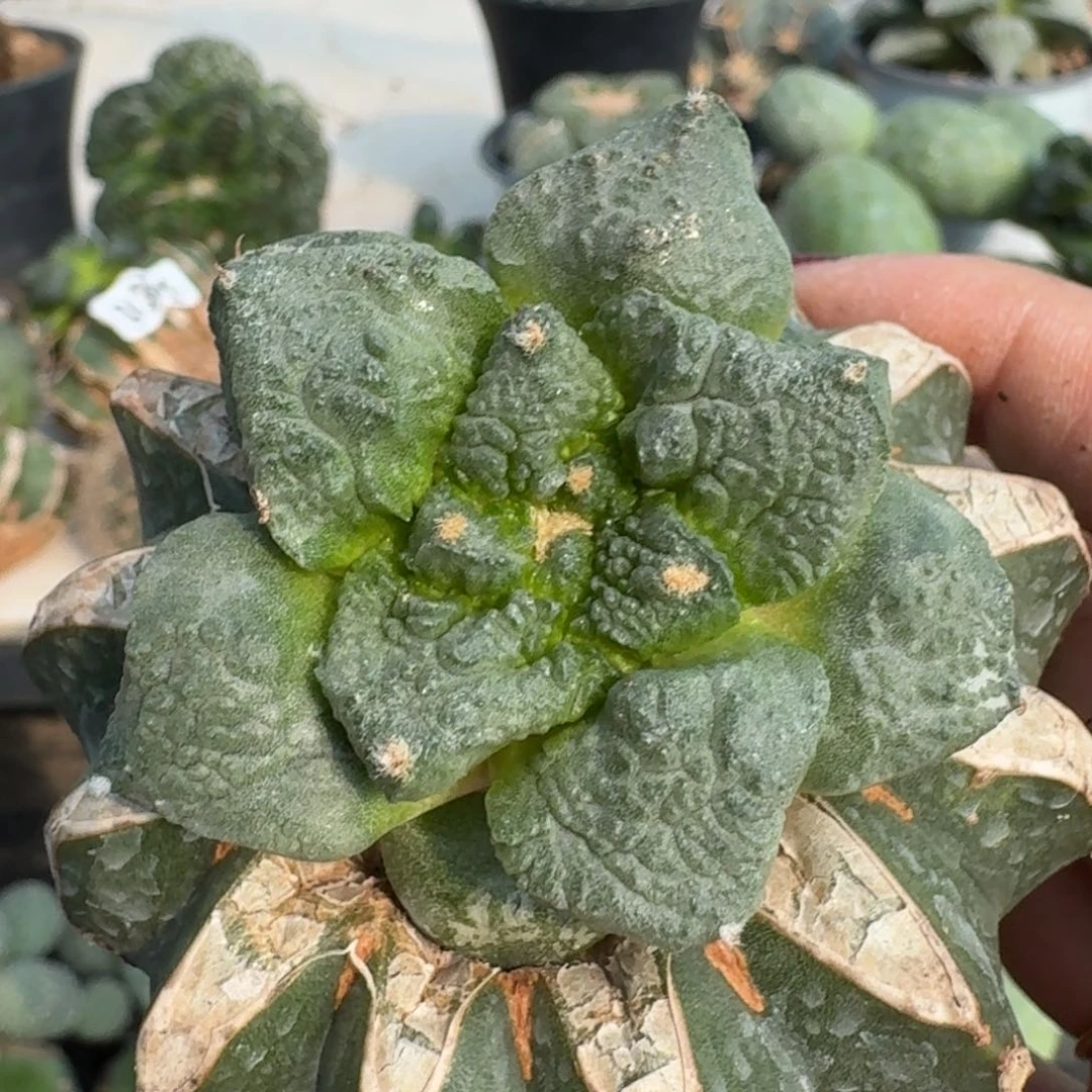 【闪购商品】无花朵大尤连山怒231