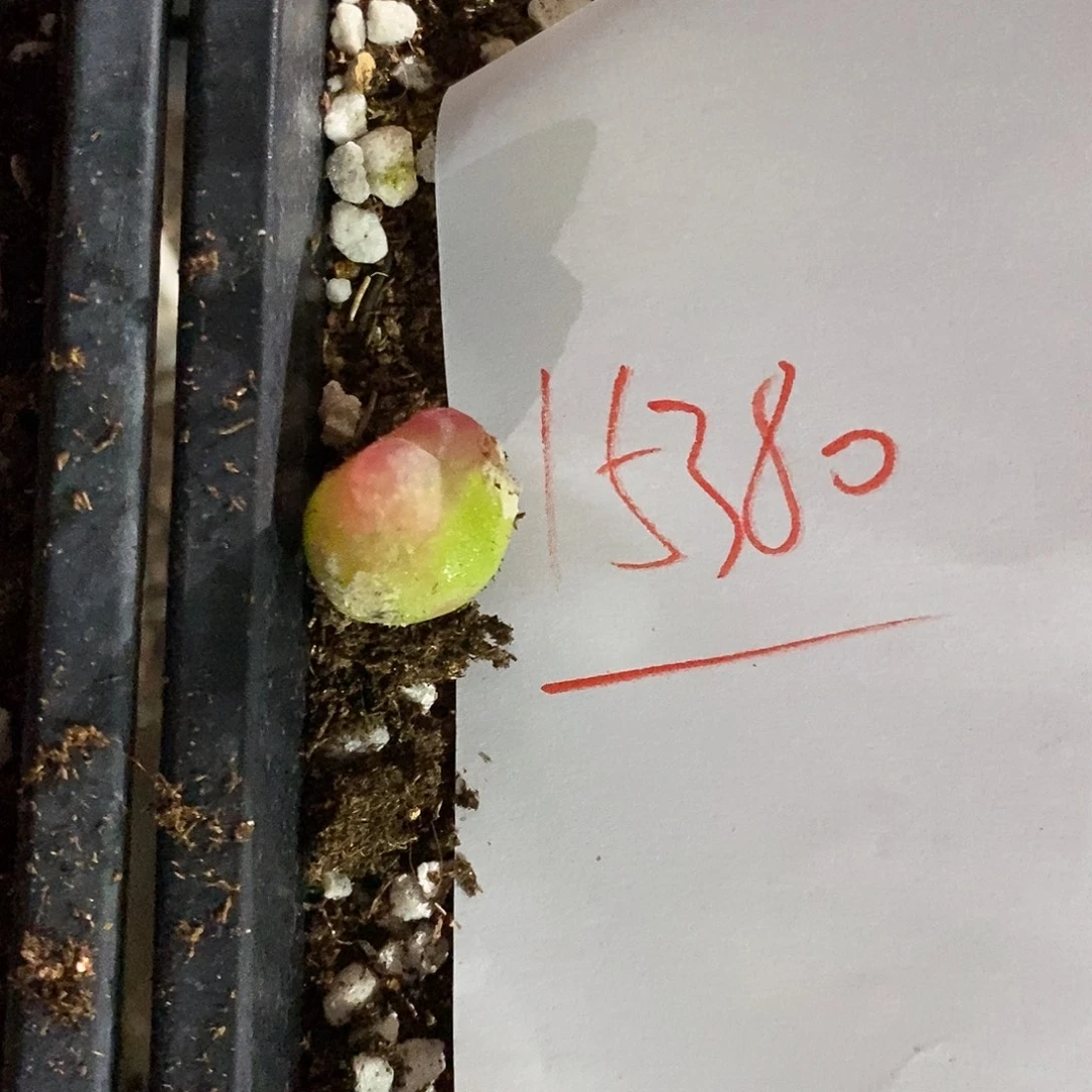 是***呱15380。 一颗。