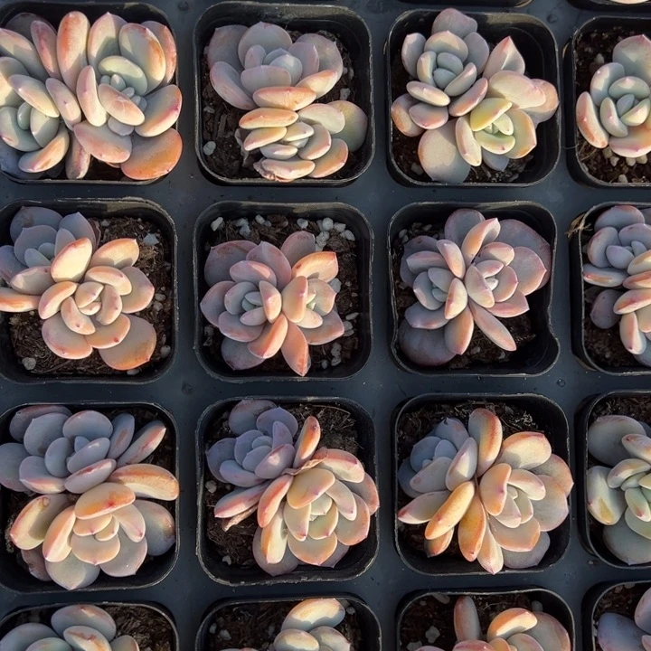 双头奶茶5cm一颗量拍多肉满20包邮