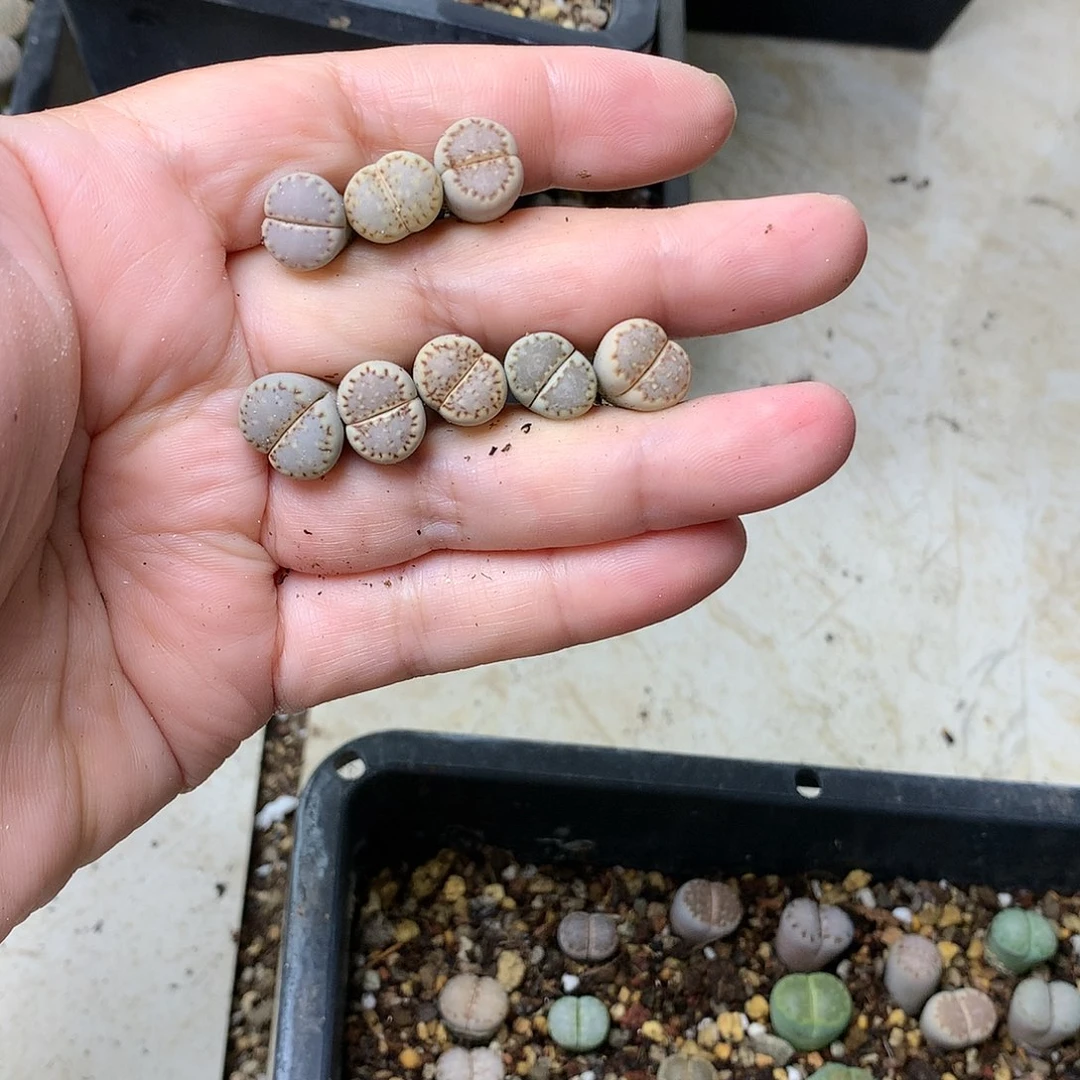稻*K51多肉植物保护研究所