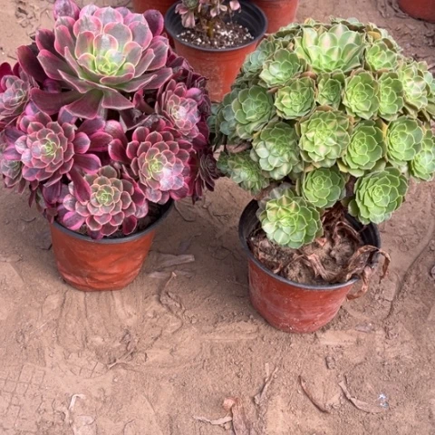 638多肉植物组合，