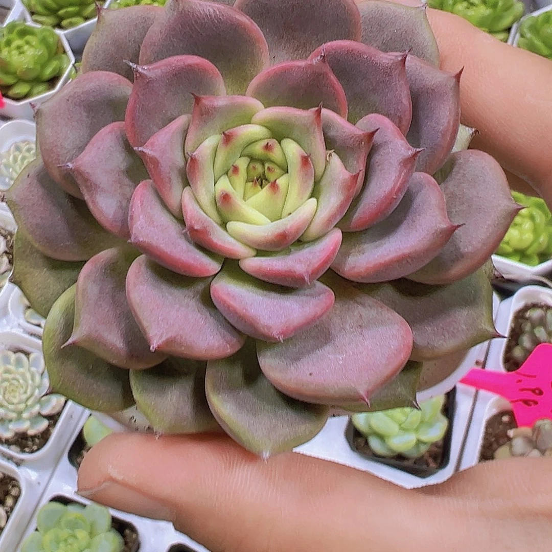 神笛带盆9.9包邮多肉