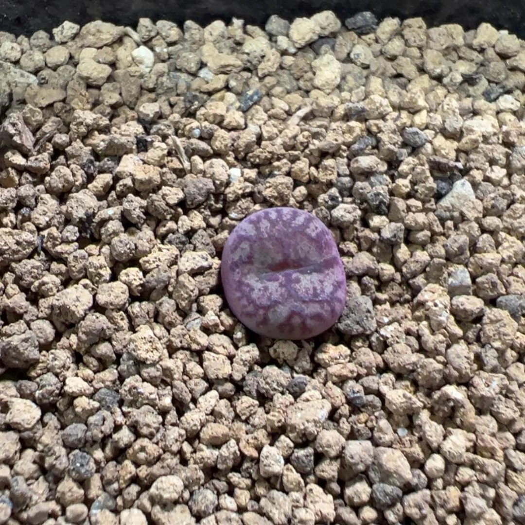 19-137肉锥多肉植物，