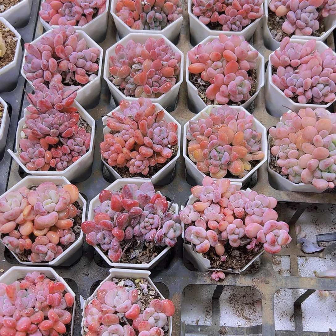 粉豆群生19包邮多肉