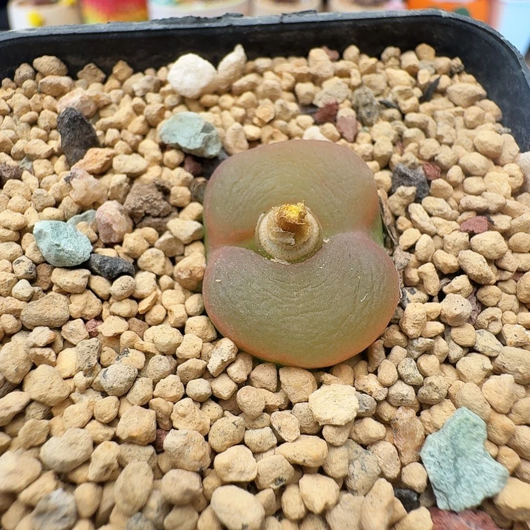 多肉植物福利肉锥216