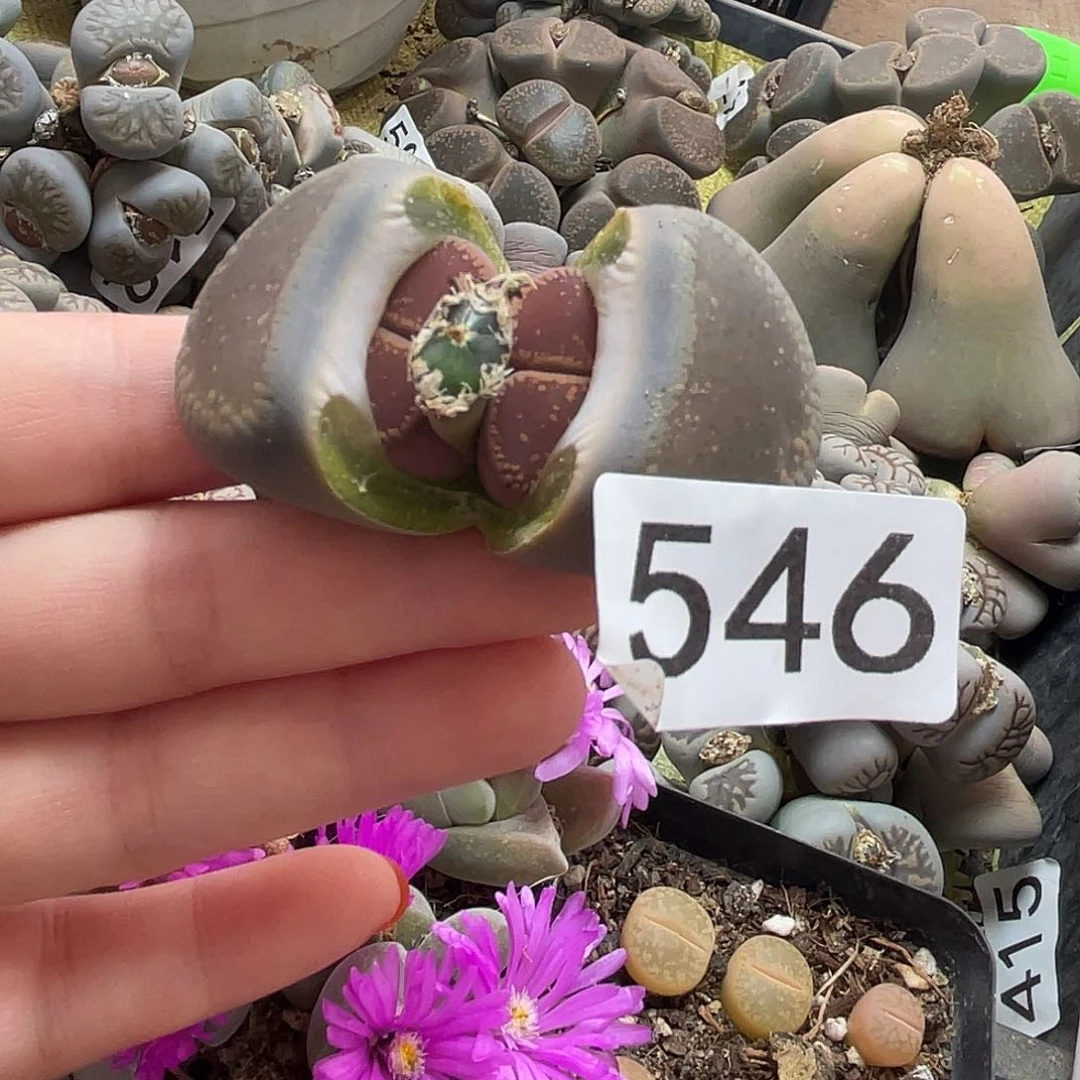 生石花一颗546000
