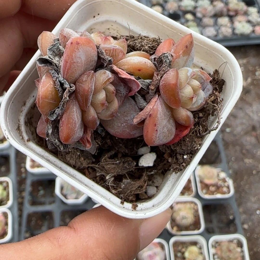 小卡拉米糖心一物一拍