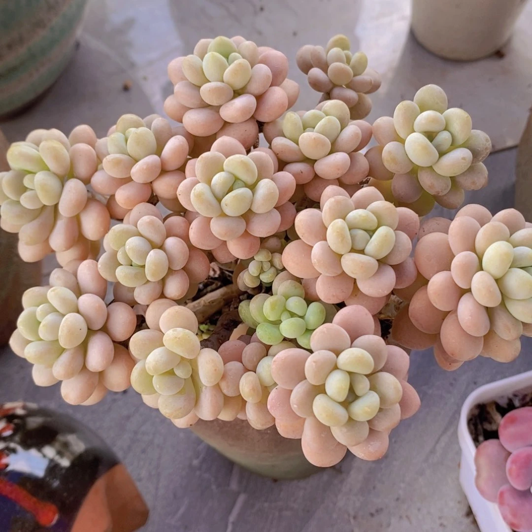 洛可可11cm333多肉植物