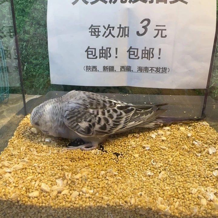 虎皮鹦鹉大头虎皮鹦鹉