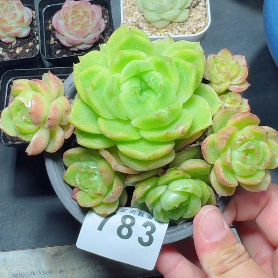 珍妮母本群生            精美多肉植物