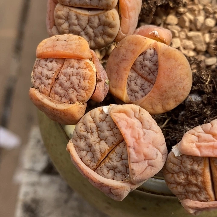 2452拿铁2颗一组