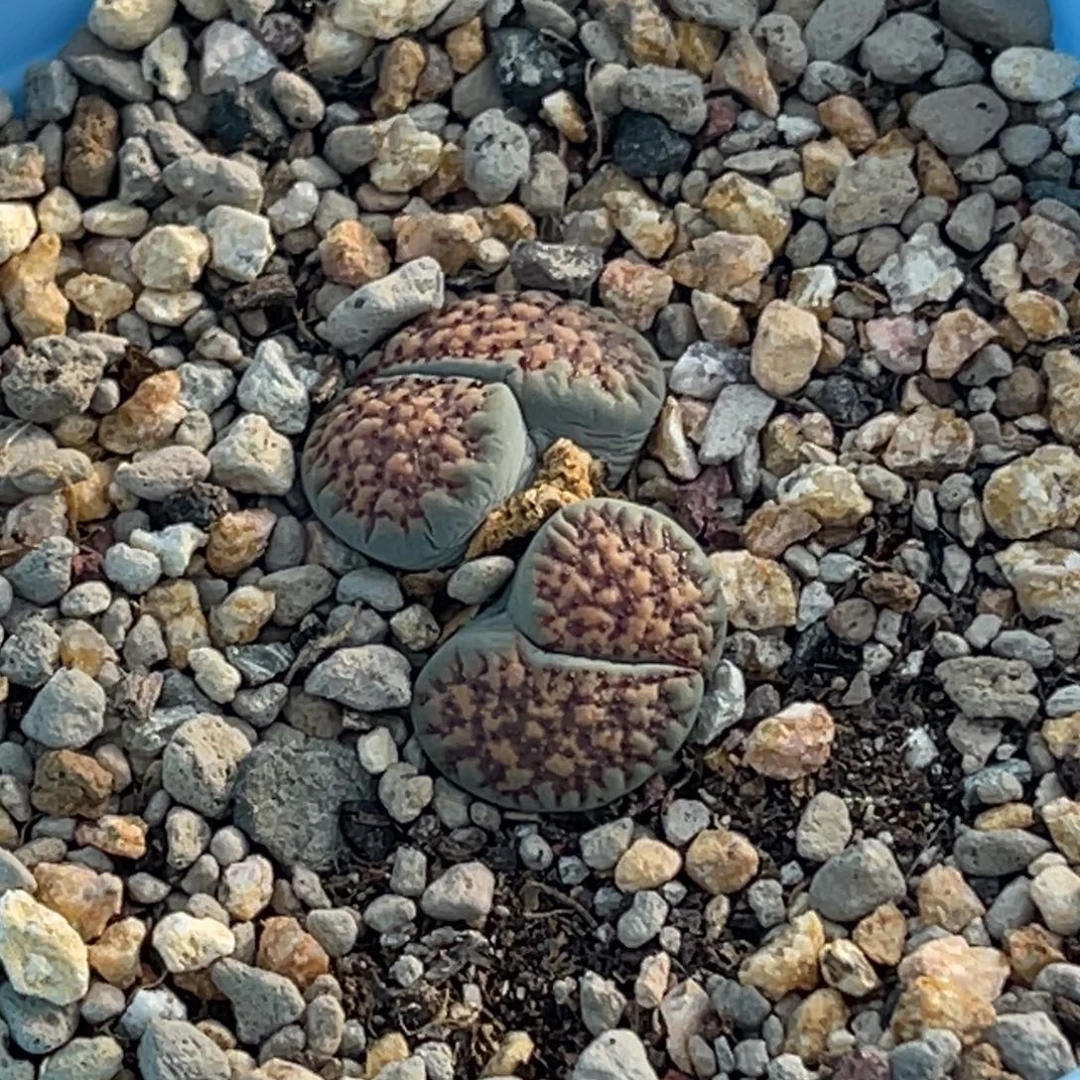 7582双头血点一颗。