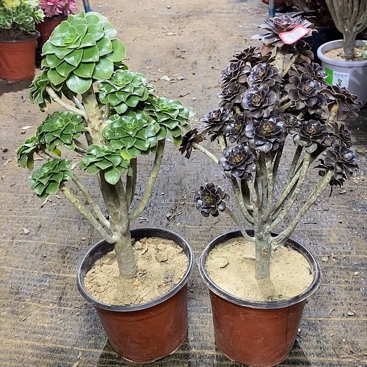 35，2棵1456799000000