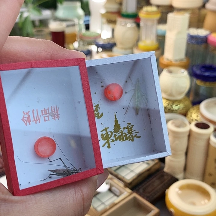 柬埔寨➕紫竹啊啊啊啊啊