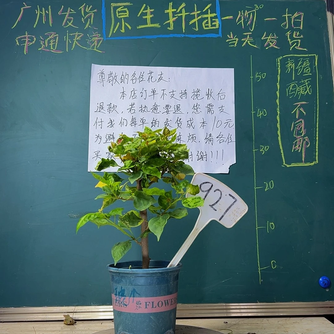 当前无花栽培后可以开花  香港丽人 有瑕疵 927