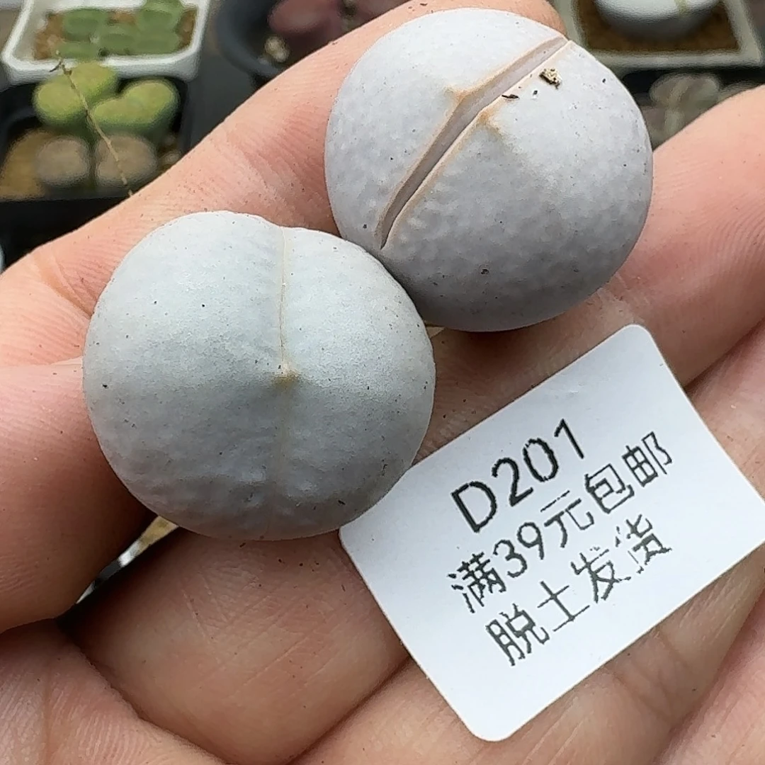 201多肉哈哈哈哈哈哈哈