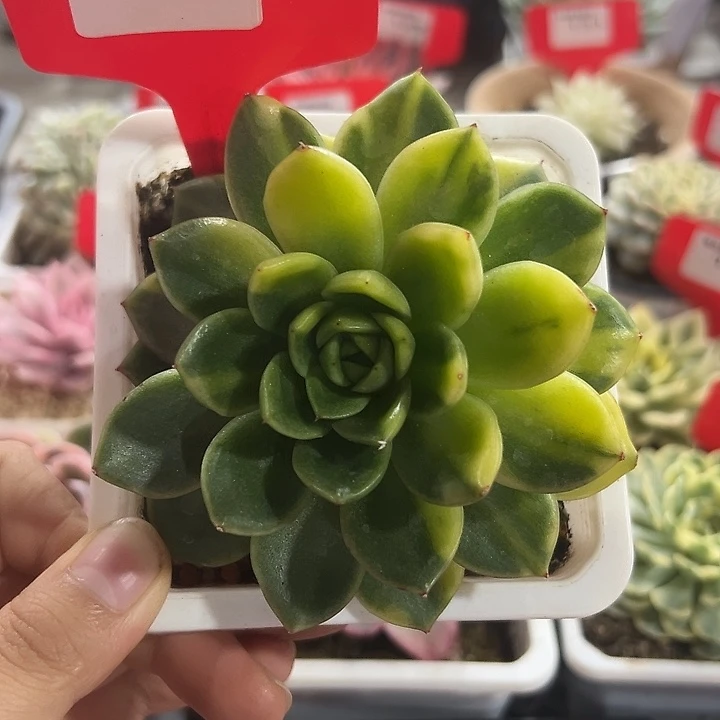 127号东云黄锦多肉植物