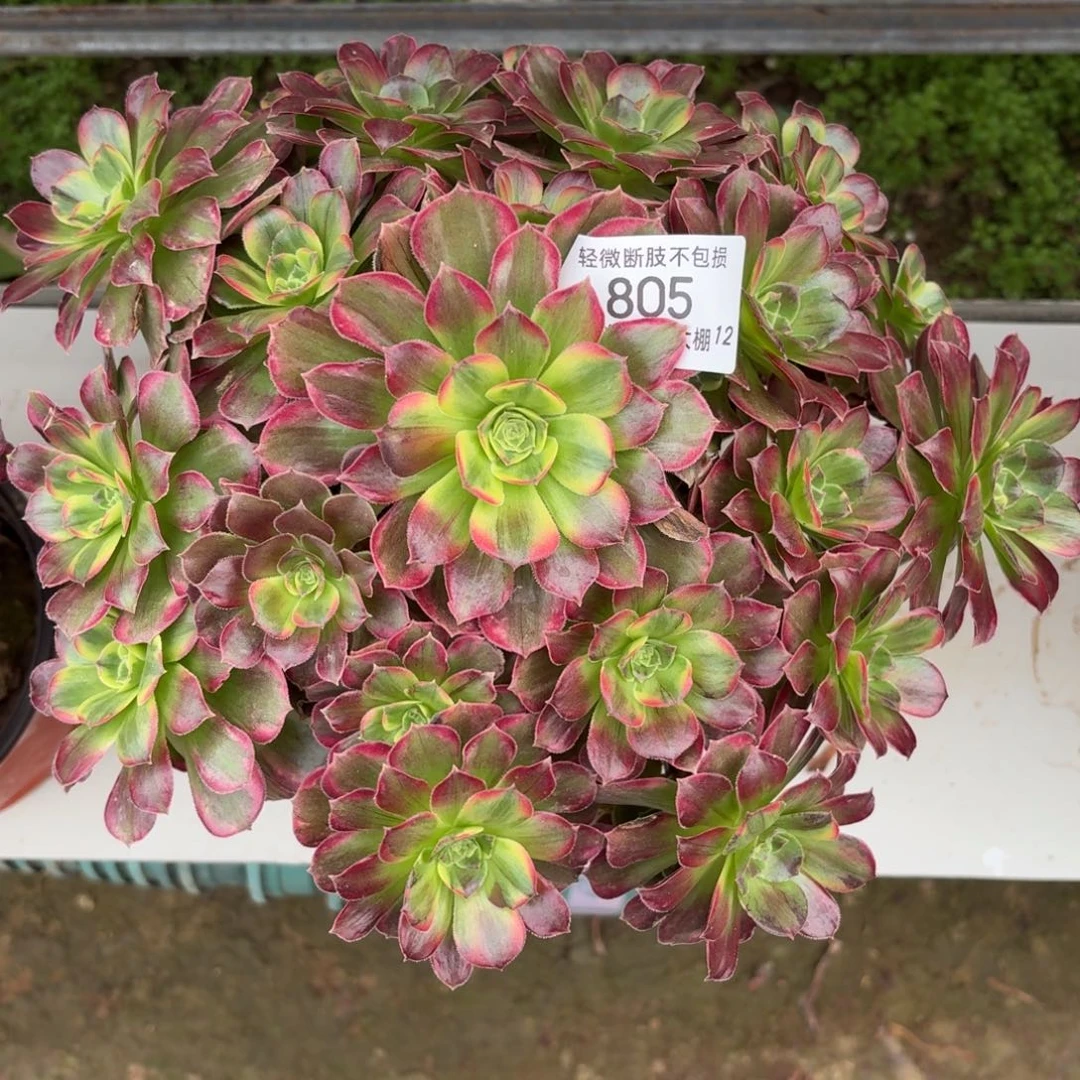 805七彩玫瑰多肉植物法师