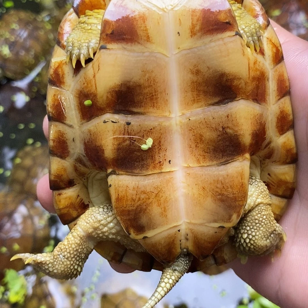 不分公母绿毛龟秋*