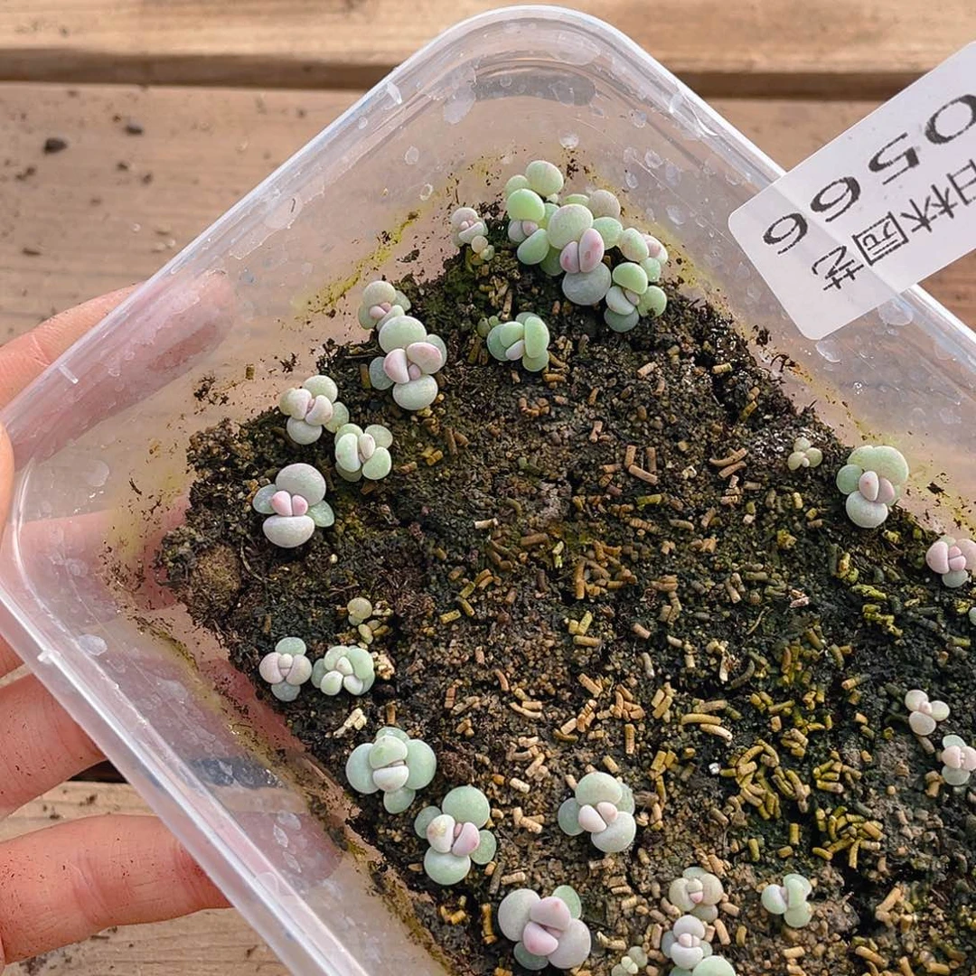 也***谁多肉植物多肉植物566