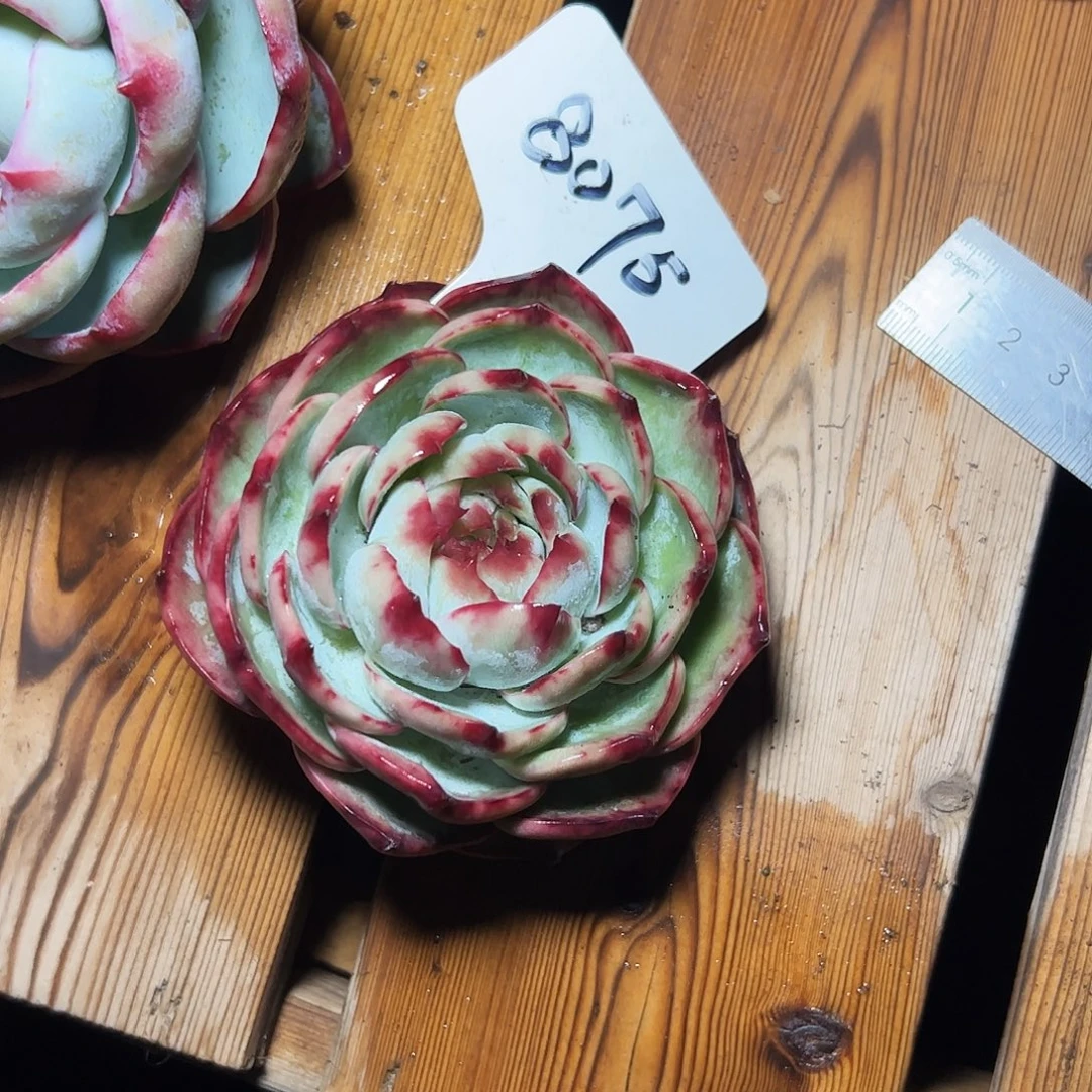 k***、惊鸿仙子一物一拍8075号