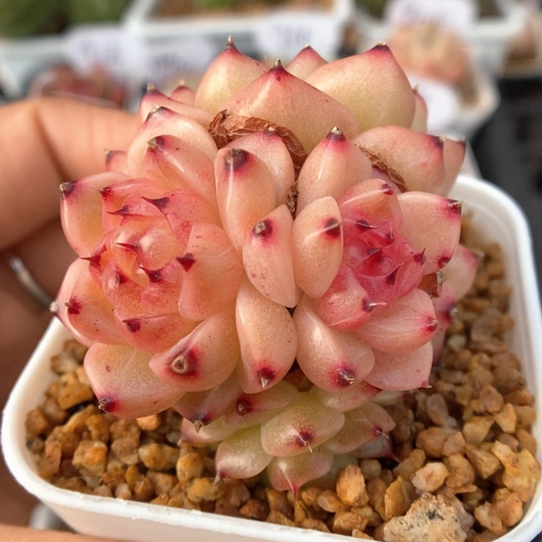 润玉珍妮群生可拍426号