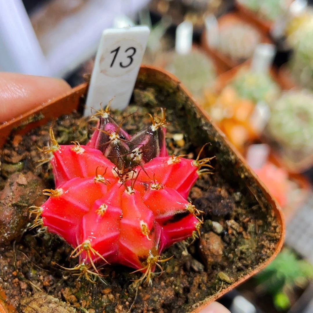 非偏远地区满25包邮仙人球