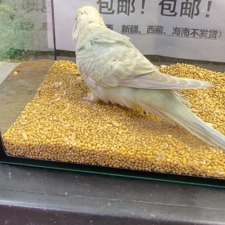 虎皮鹦鹉大头虎皮鹦鹉