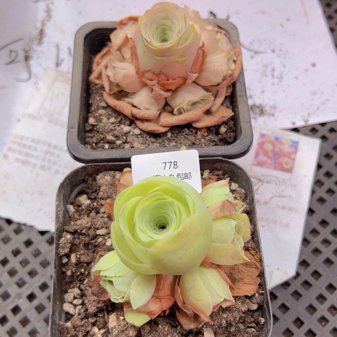 778 侧牙掉了不包损无售后