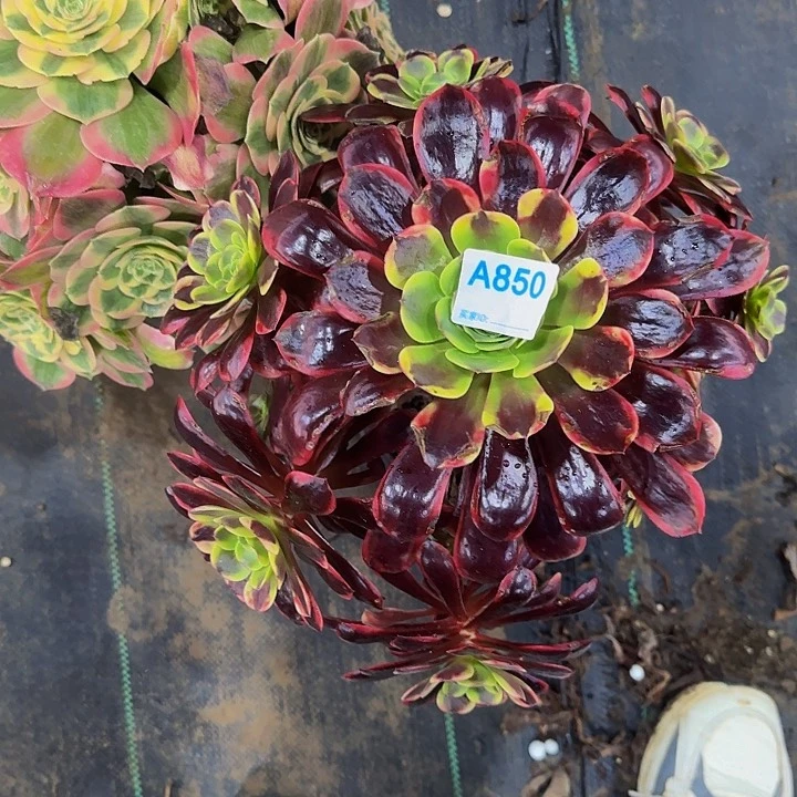 若*850欧嘉莉多肉法师 8号前发货