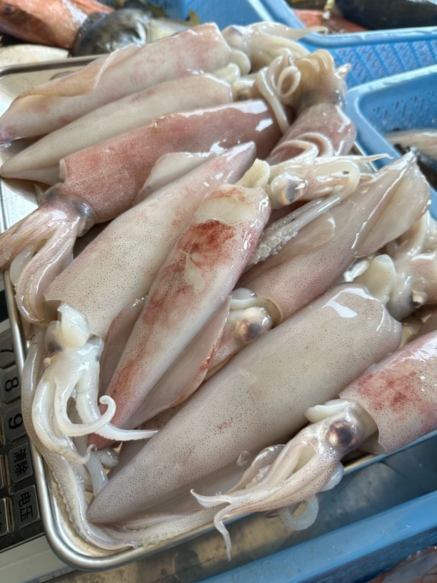 【大口鲜管鱿鱼】广东阳江海陵岛发货