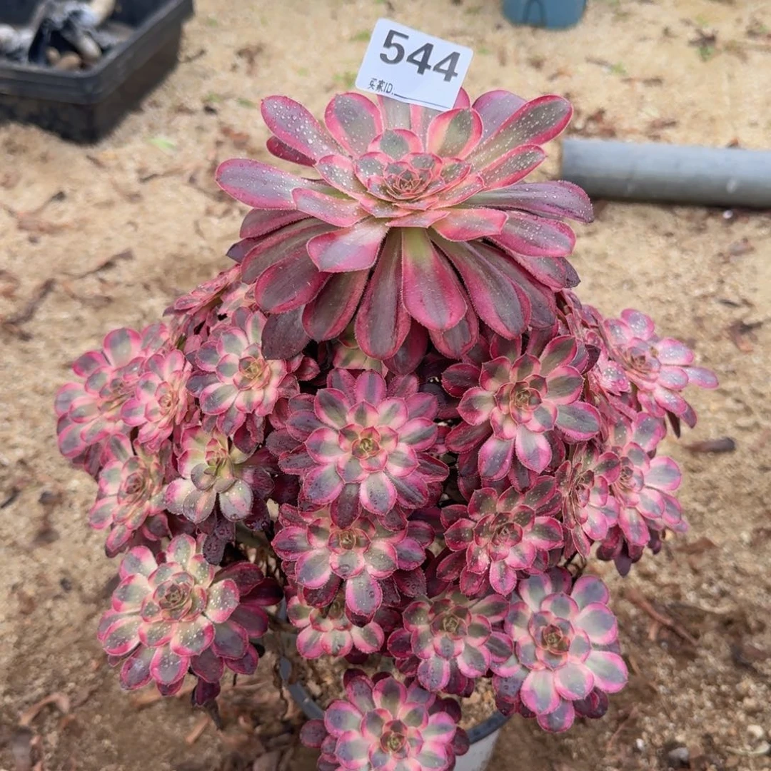544香奈儿多肉植物