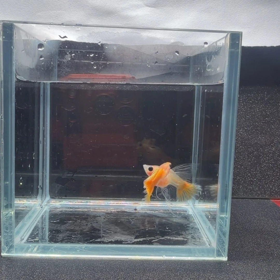 孔雀鱼黄金玻璃猫球C粗C1对