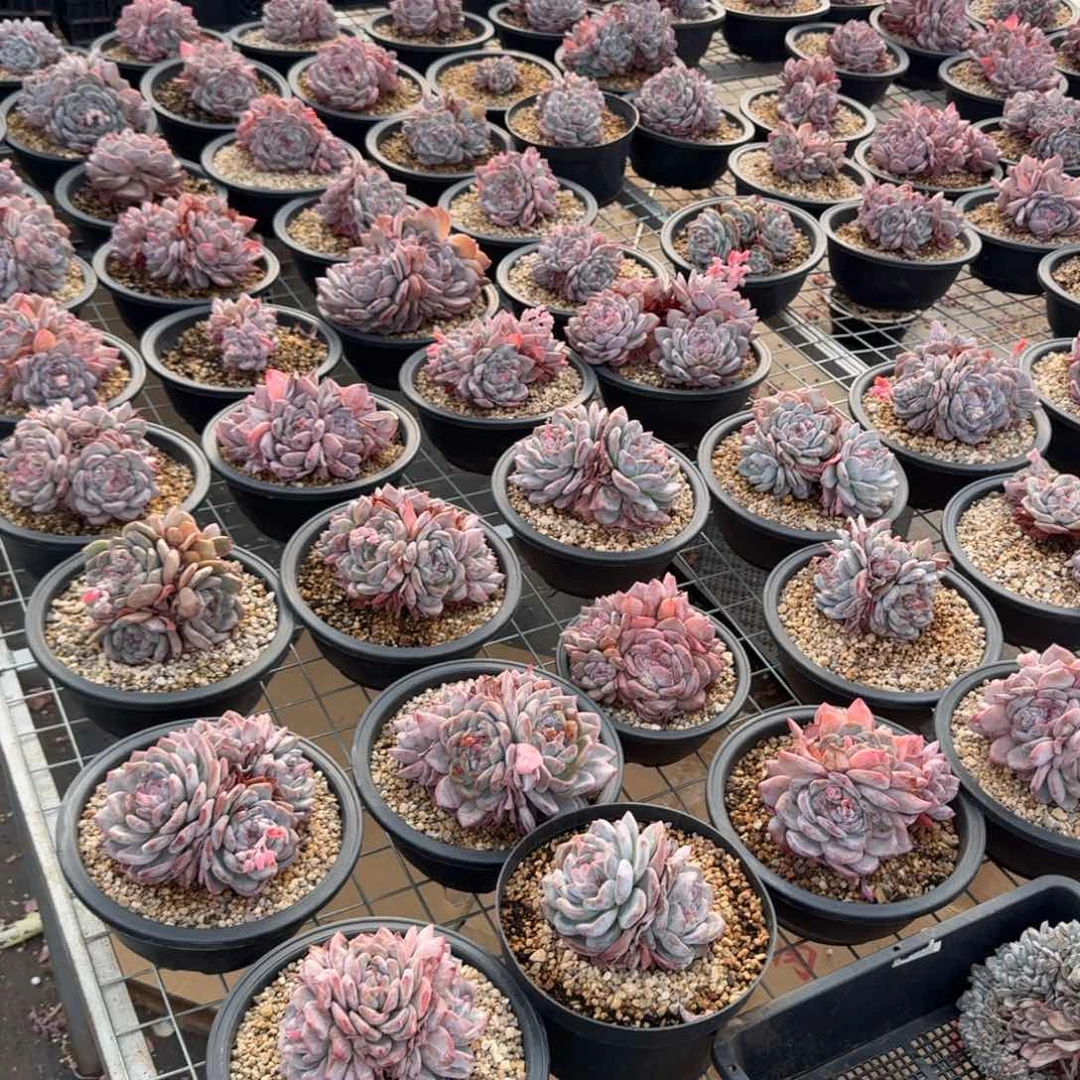 无花朵石榴籽3头精品破烂