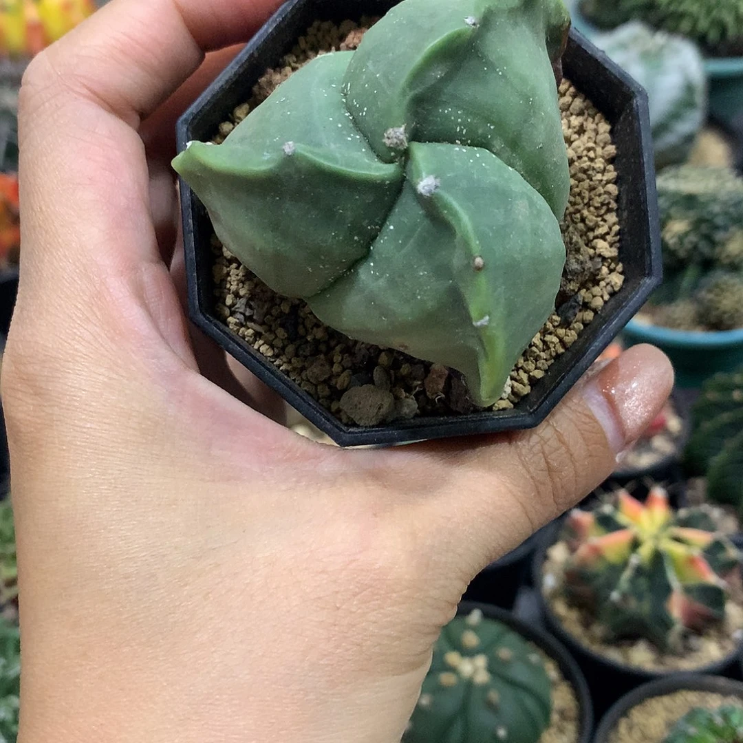 福利实生三角琉璃鸾凤玉