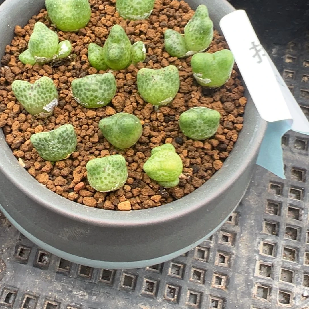 19-141量拍鹿角斑马一颗。多肉