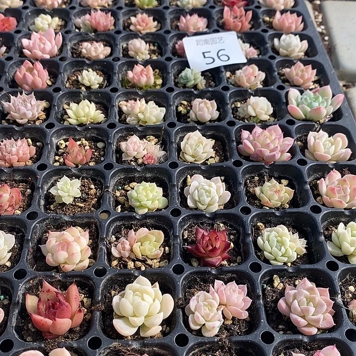 56 多肉植物盆栽花卉