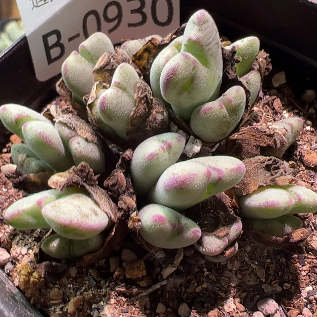 多肉植物111111111111