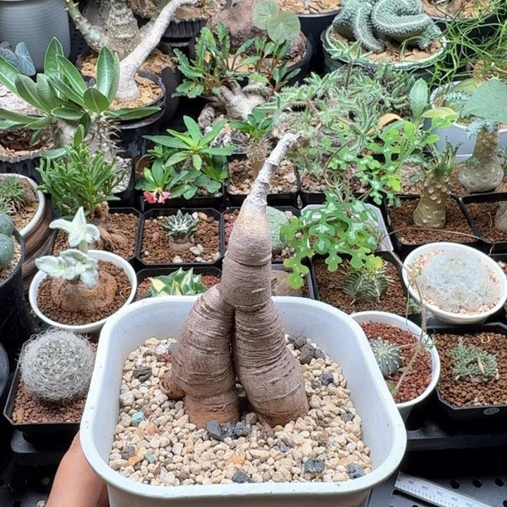 蒙氏葡萄翁 588 仙人球