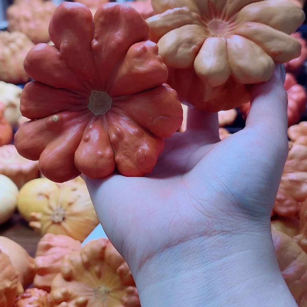 用***子陶瓷墨西哥葫芦可盘可摆微瑕