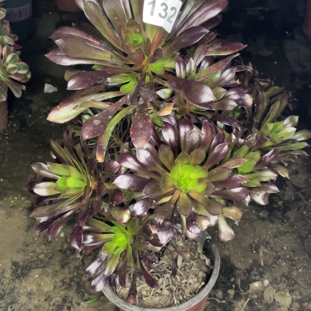 132号绿建法师，感觉有点歪